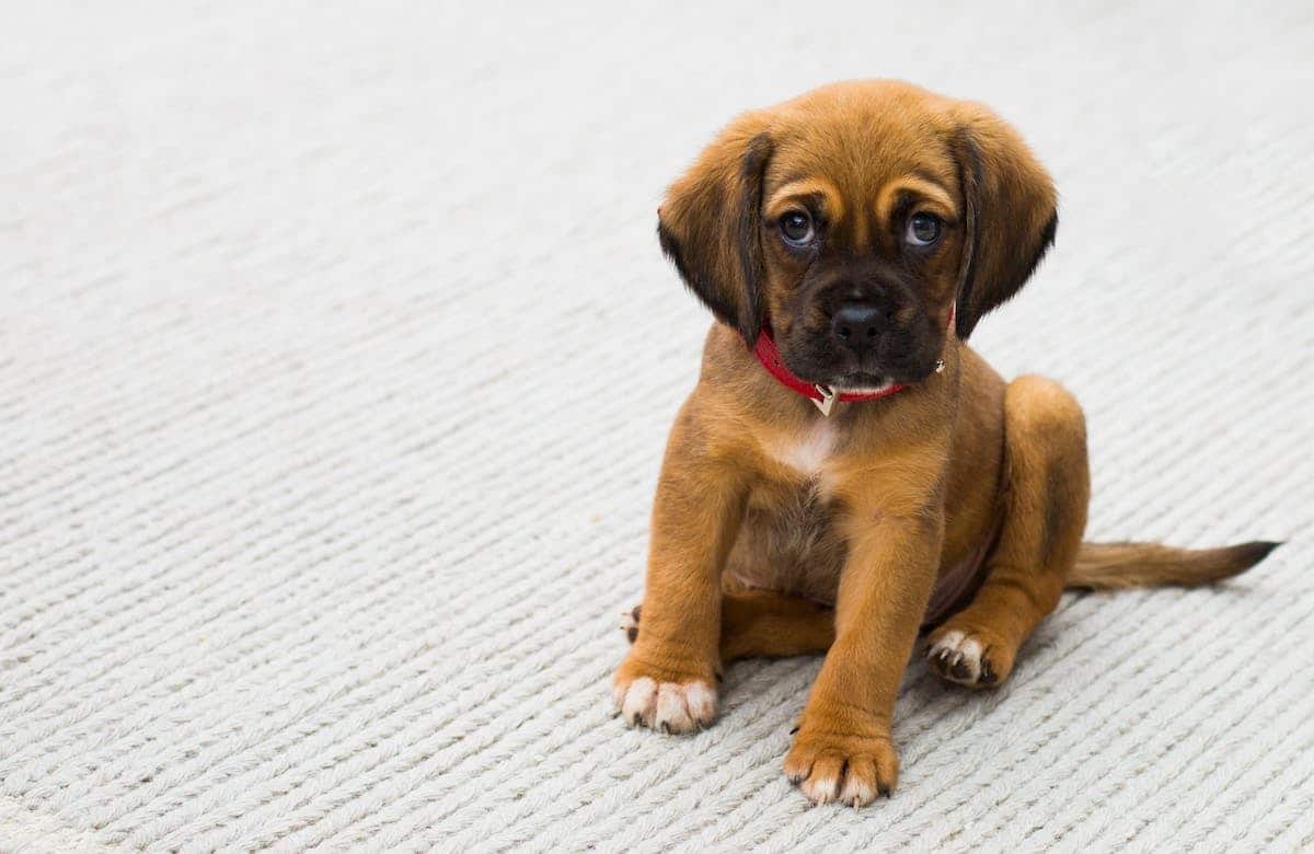 G Rer Le Stress Chez Les Chiens Reconna Tre Les Signes Et Trouver Des