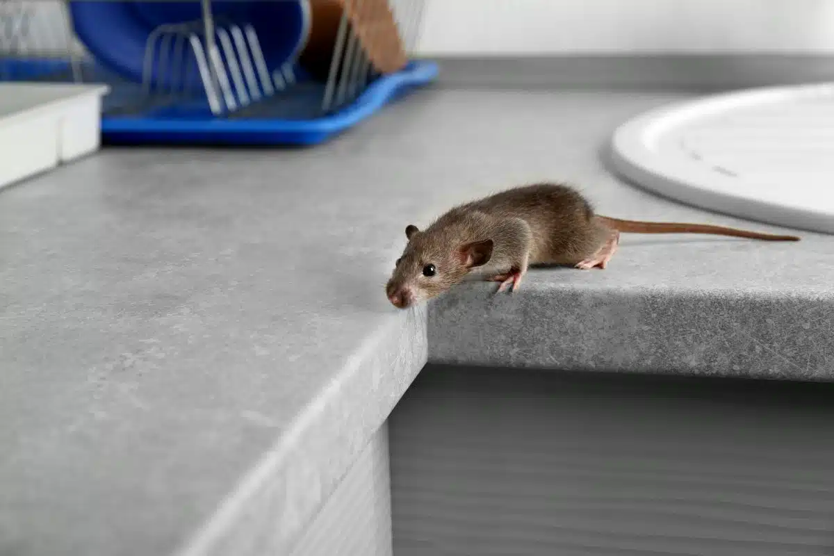 Comprendre les signes d'infestation tout savoir sur les excréments de souris