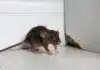 Comprendre les signes d'infestation tout savoir sur les excréments de souris