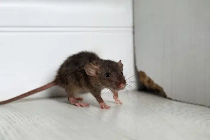 Comprendre les signes d'infestation tout savoir sur les excréments de souris