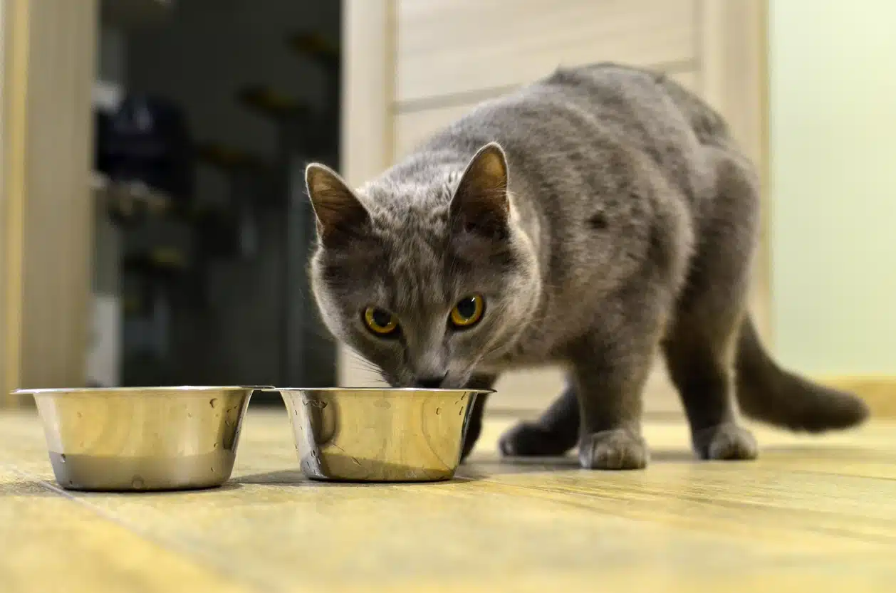 croquettes santé chat